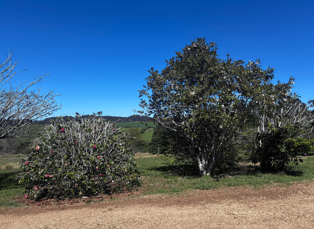 Garden Clean Ups & Pruning