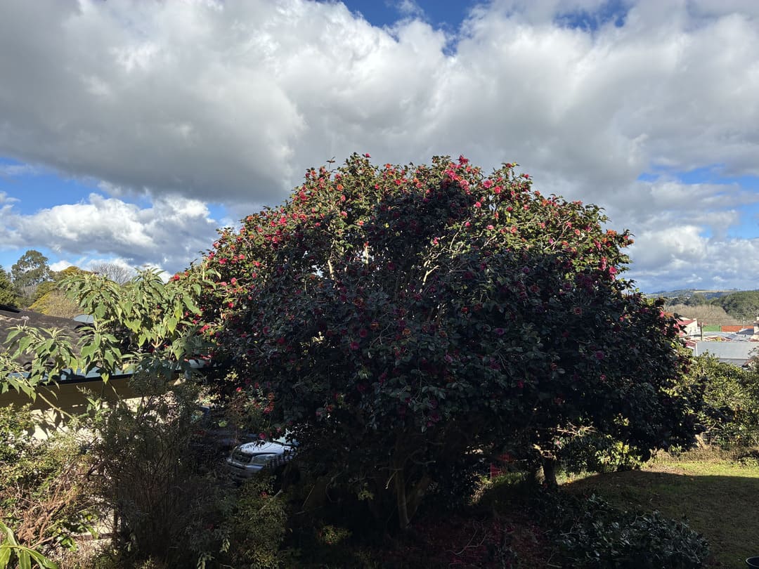 Overgrown flowering tree before pruning