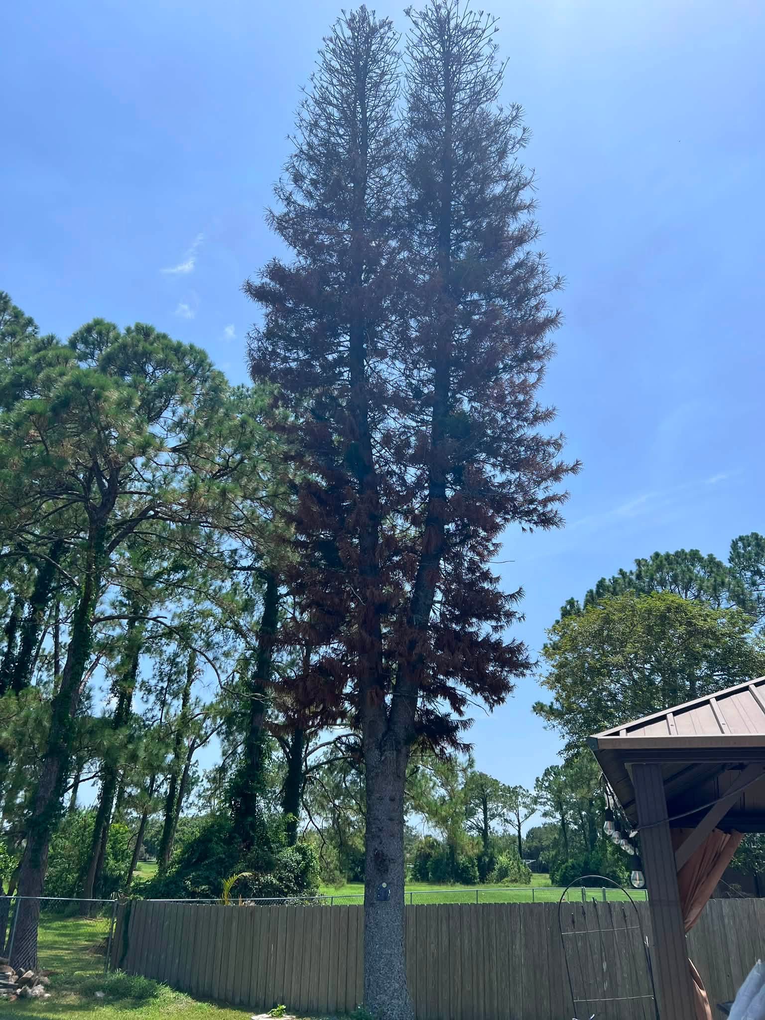 Norfolk Pine Removal — Before — Tree Trimming in Casselberry, FL