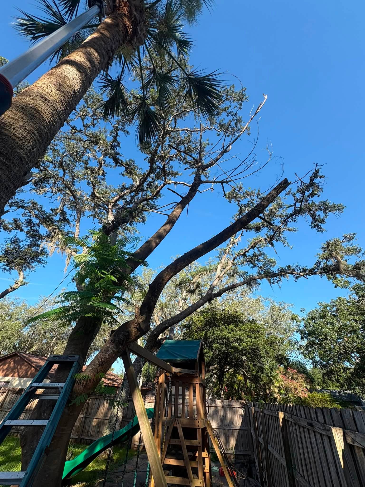 Chinaberry Removal Near Home — Before — Tree Removal in Winter Park, FL