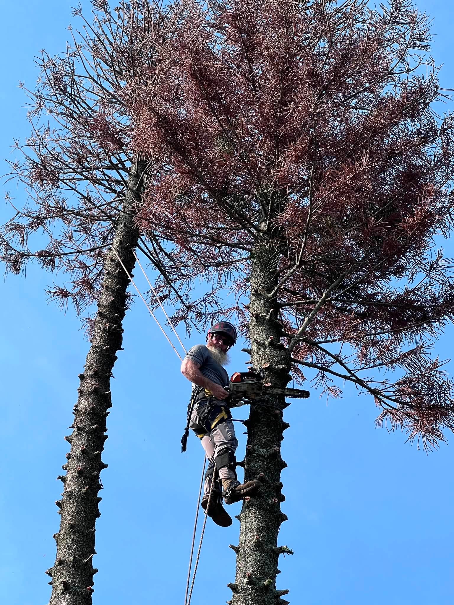 Red Oak arborist rigged high in a tree performing controlled pruning with chainsaw