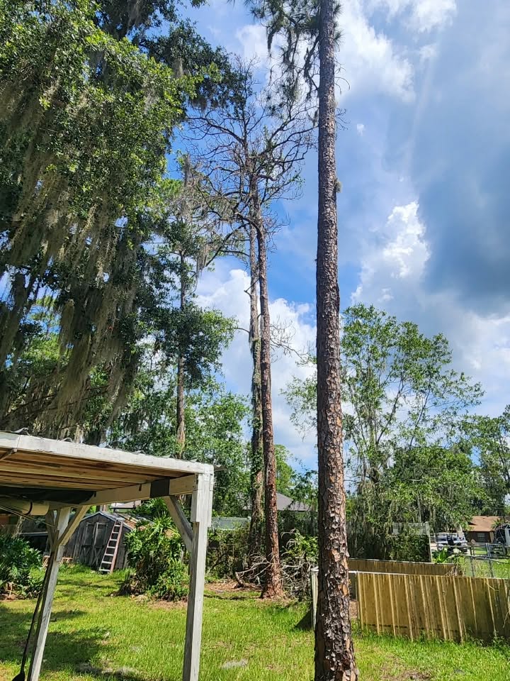 Pine Tree Removals — Before — Palm Services in Orlando, FL