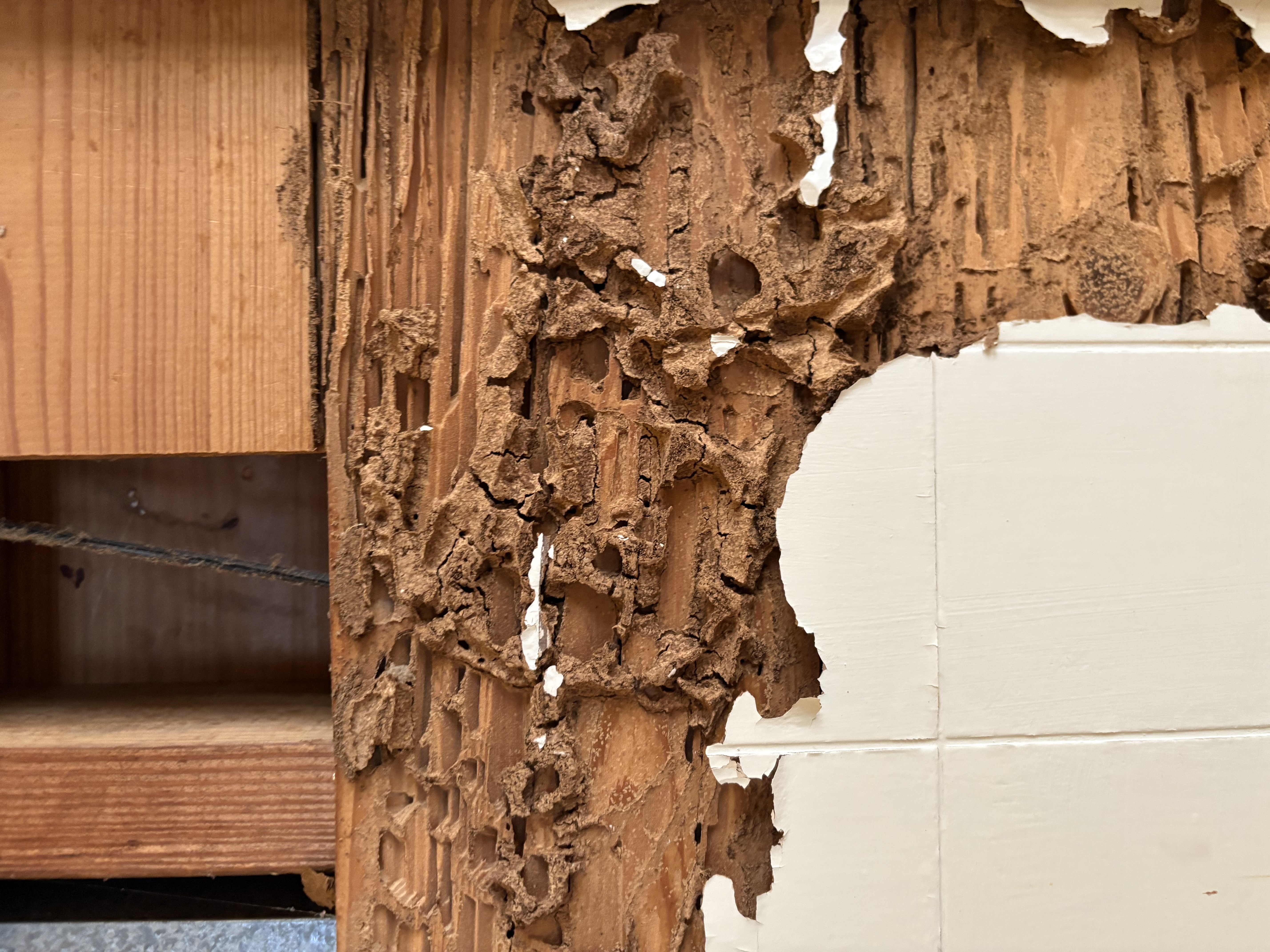 Wood-destroying insect (termite) damage to wall framing studs behind drywall