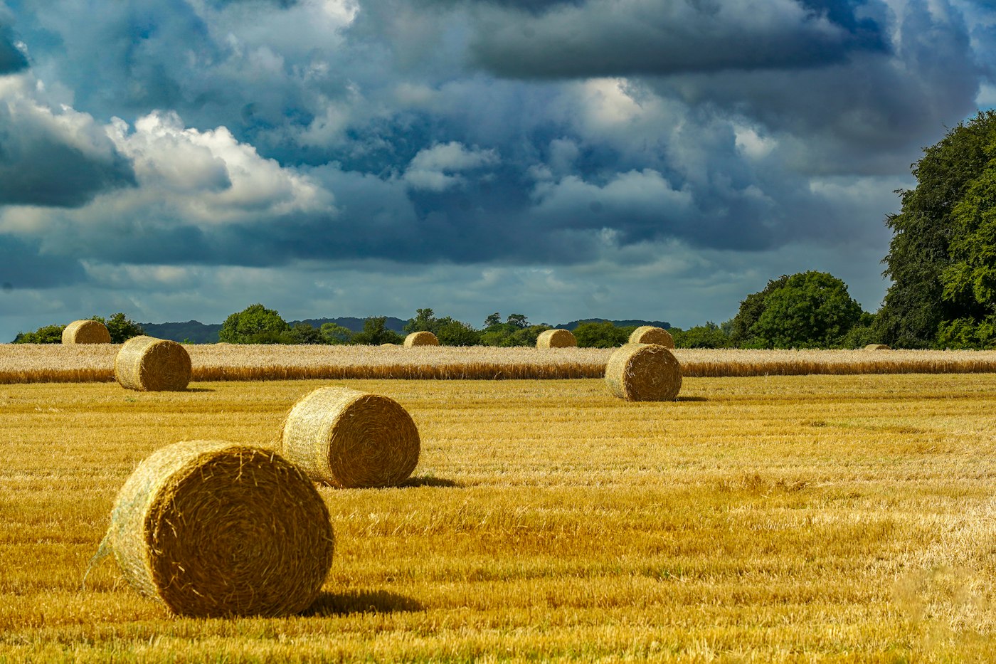 Hay bales in a field