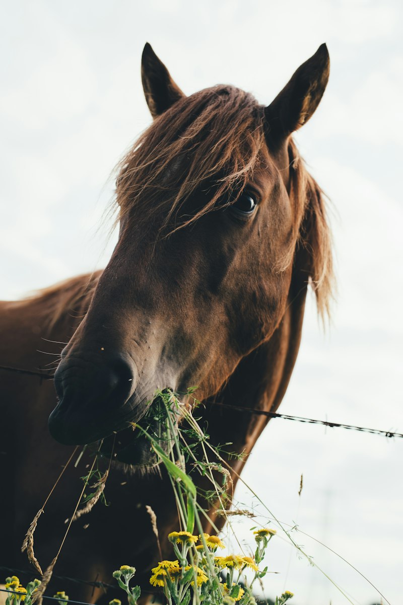 Senior Horse Feed 50lb