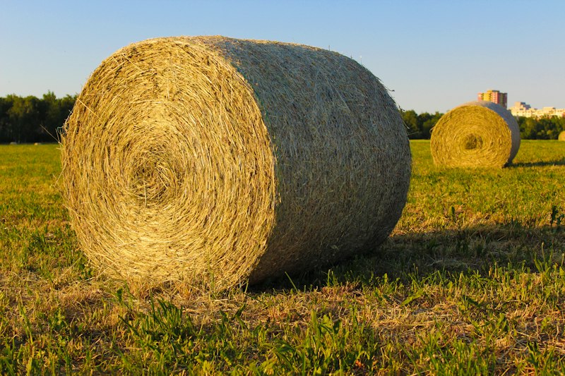 Timothy Hay Bale
