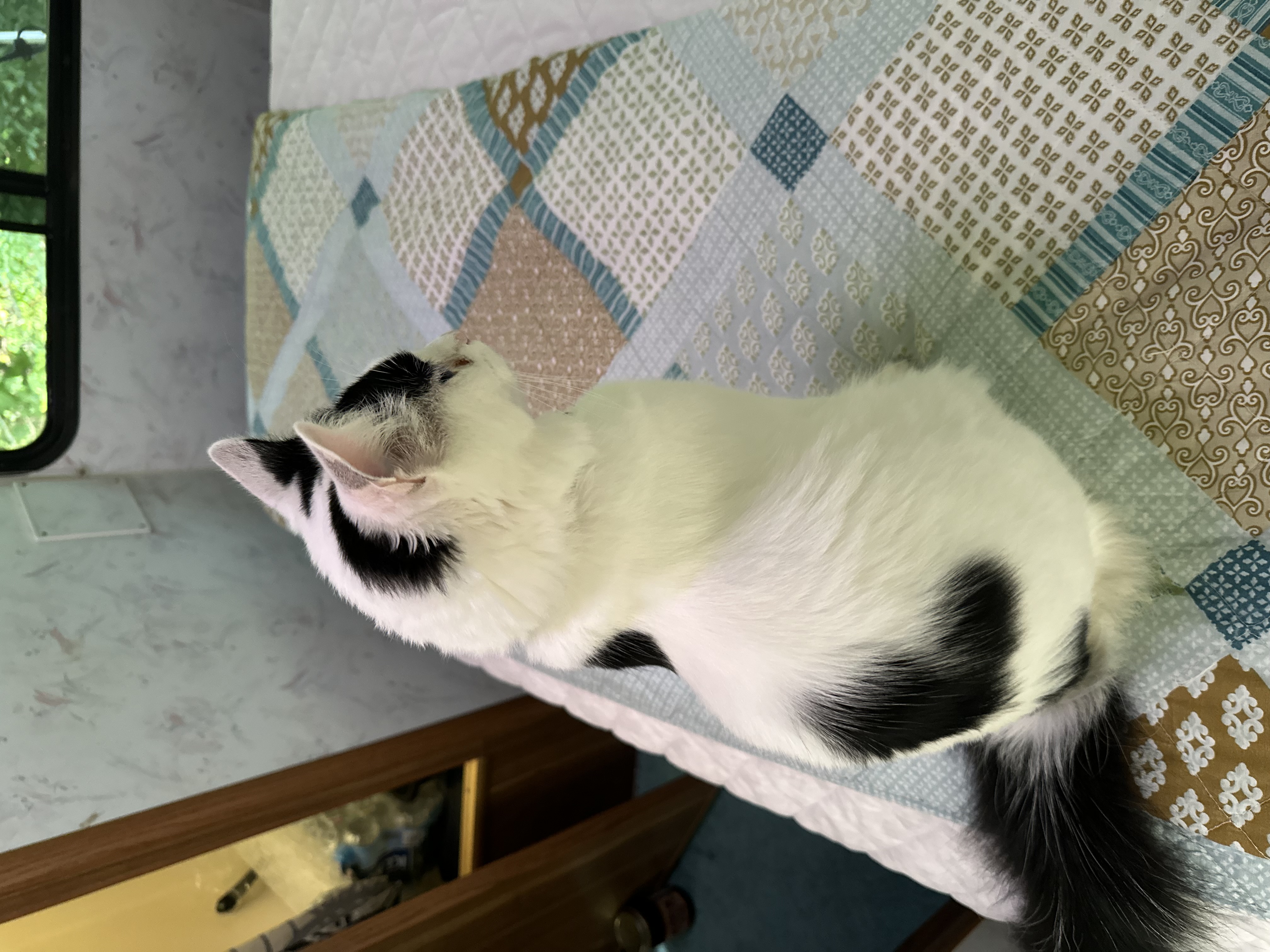 Tino the traveling cat curled up and relaxing inside Dazey