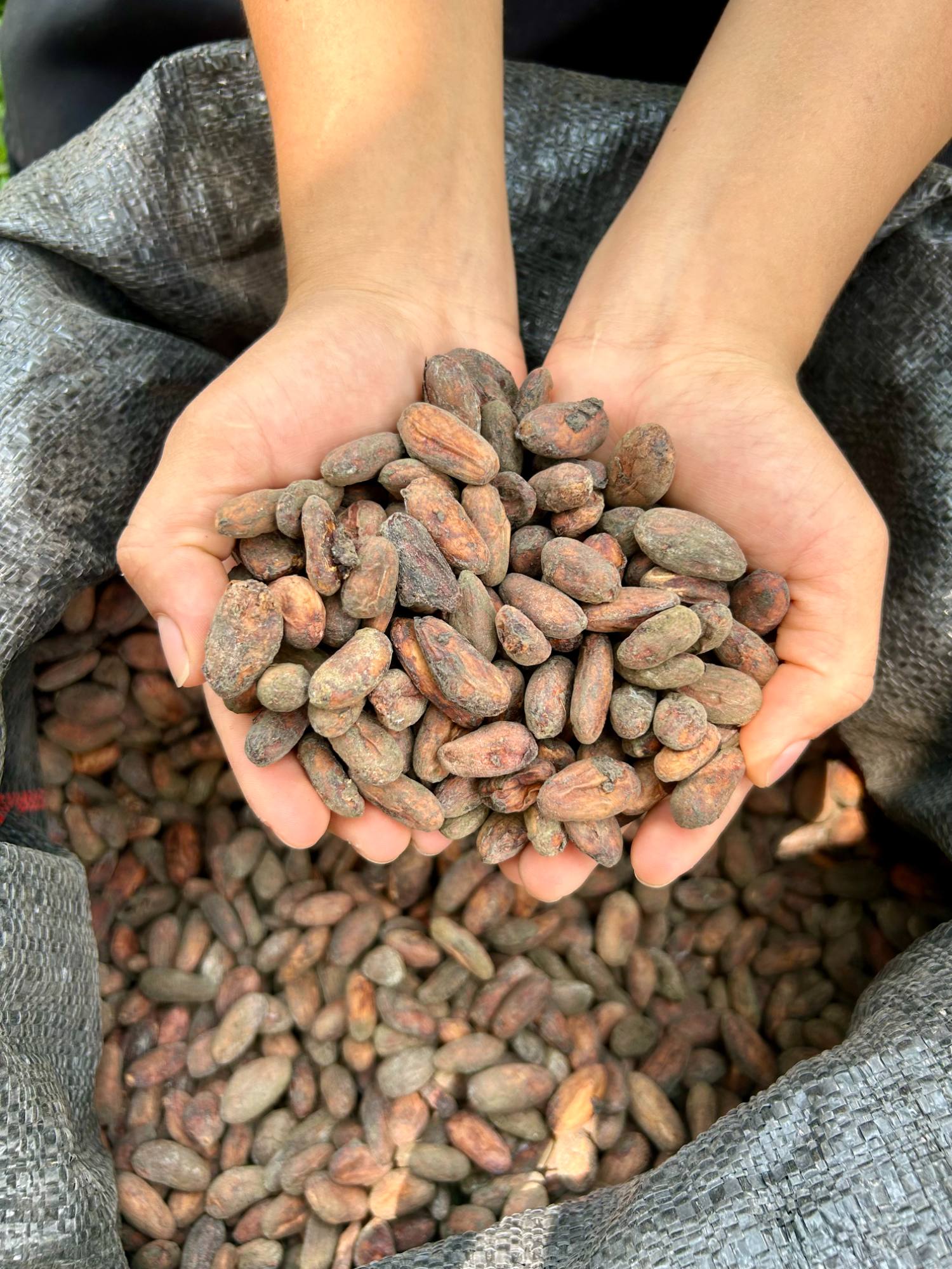 Granos de cacao nativo en manos de productor de Rioja
