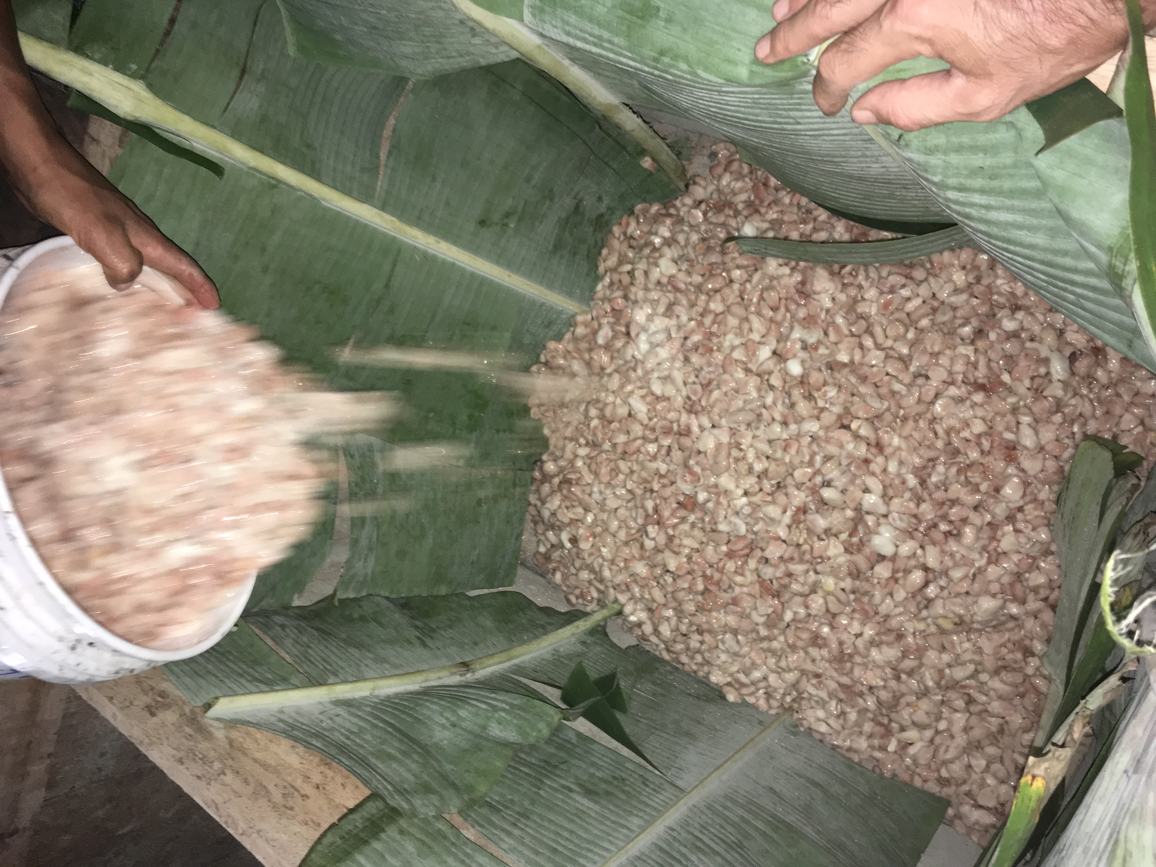 Fermentación en cajones de madera con hojas de plátano
