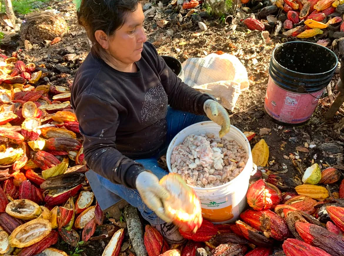 Cosecha de mazorcas maduras en fincas del Alto Mayo