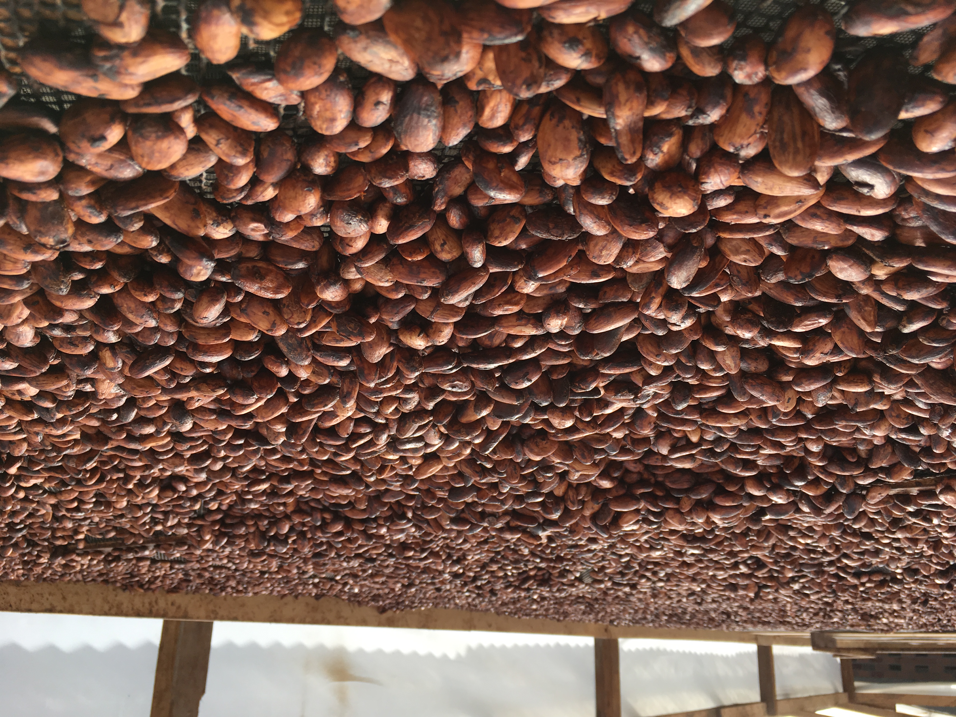 Secado al sol de granos de cacao sobre tarimas