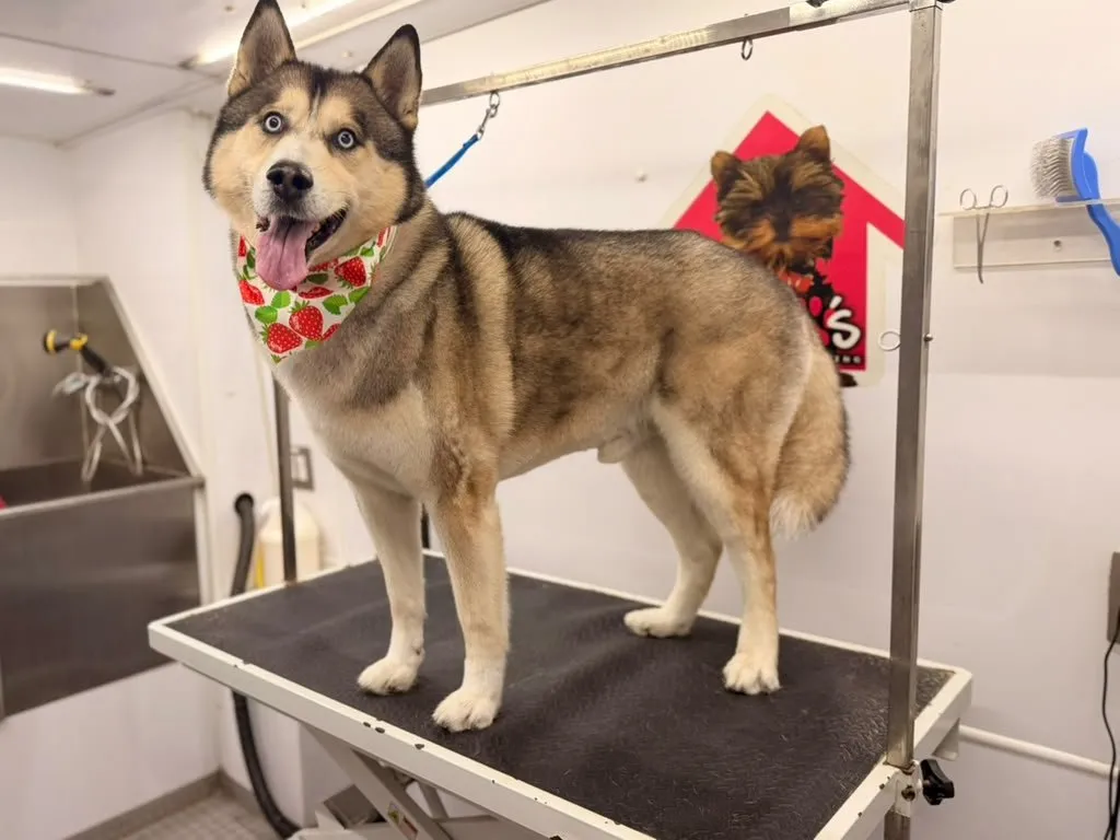 Freshly groomed dog with a strawberry bandana on the grooming table in Plantation, FL