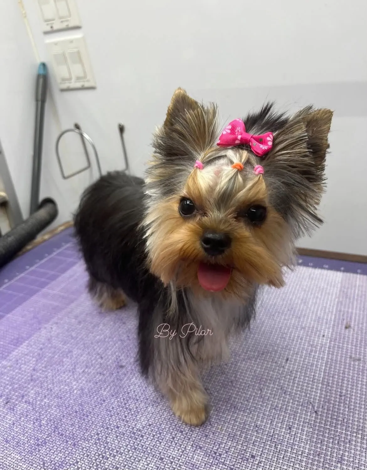 Dog after grooming at Coco's