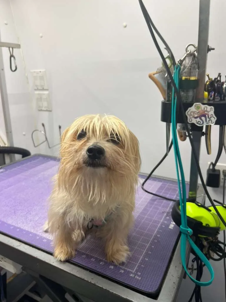 Dog before grooming at Coco's