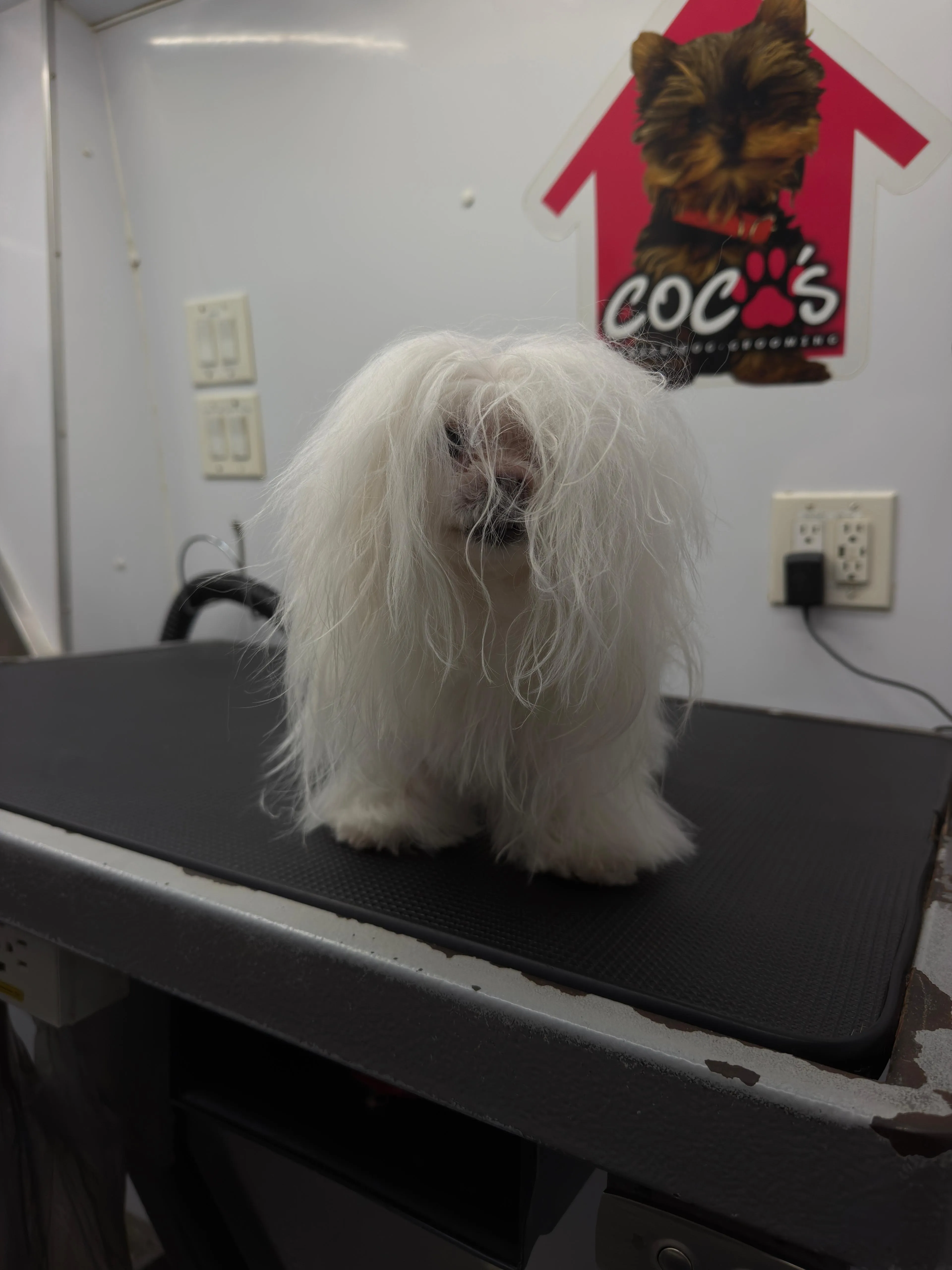 Dog before grooming at Coco's