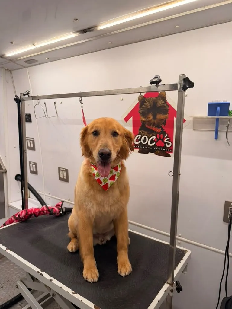 Freshly groomed dog inside Coco's mobile grooming van in Weston, FL