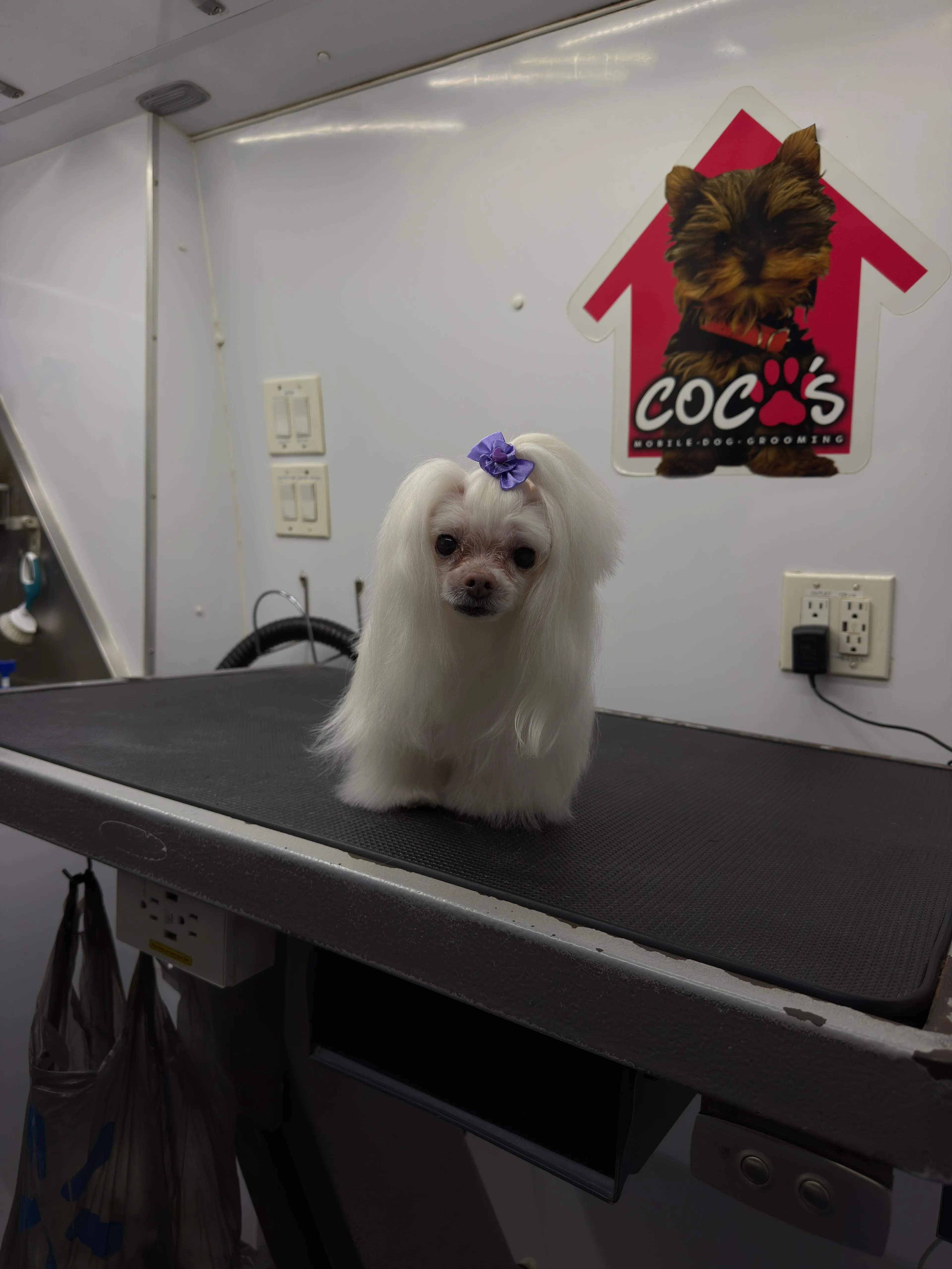 Dog after grooming at Coco's