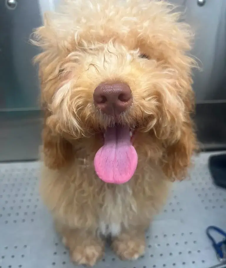 Dog before grooming at Coco's