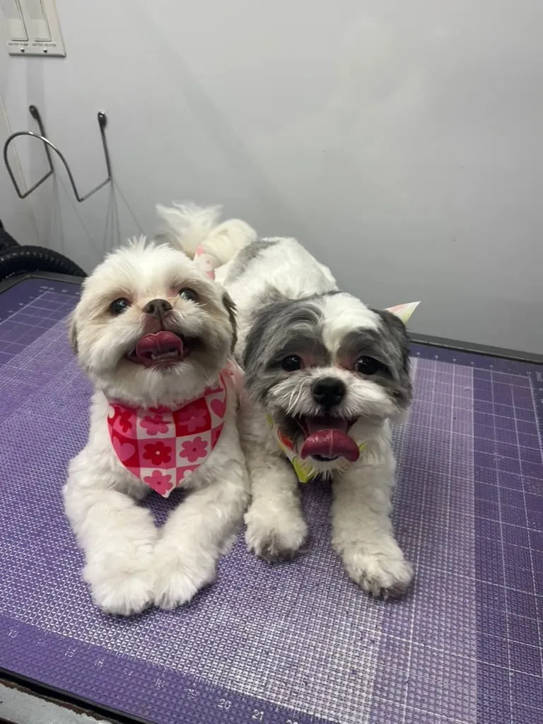 Placeholder photo — dog after grooming