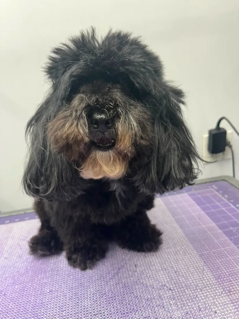 Dog before a grooming appointment