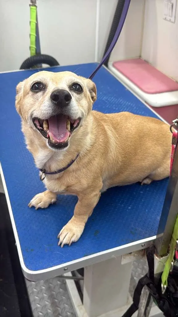 Freshly groomed dog after a mobile pet grooming appointment in Sunrise, FL