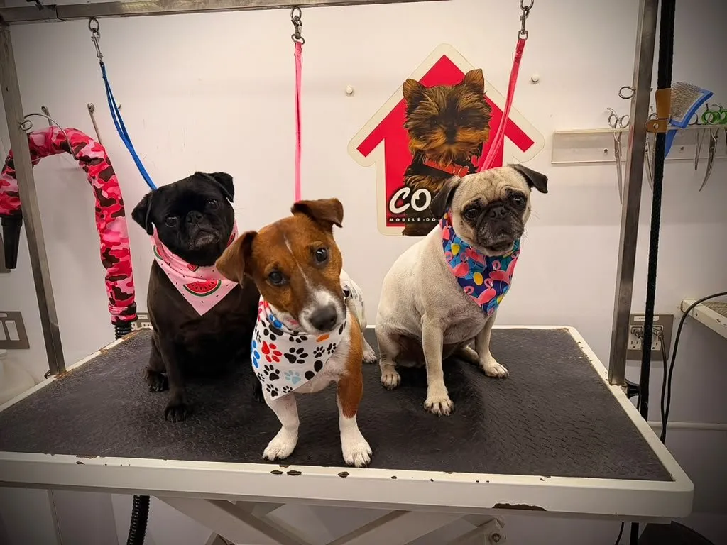 Three freshly groomed dogs with colorful bandanas after a mobile pet grooming appointment in Miramar, FL