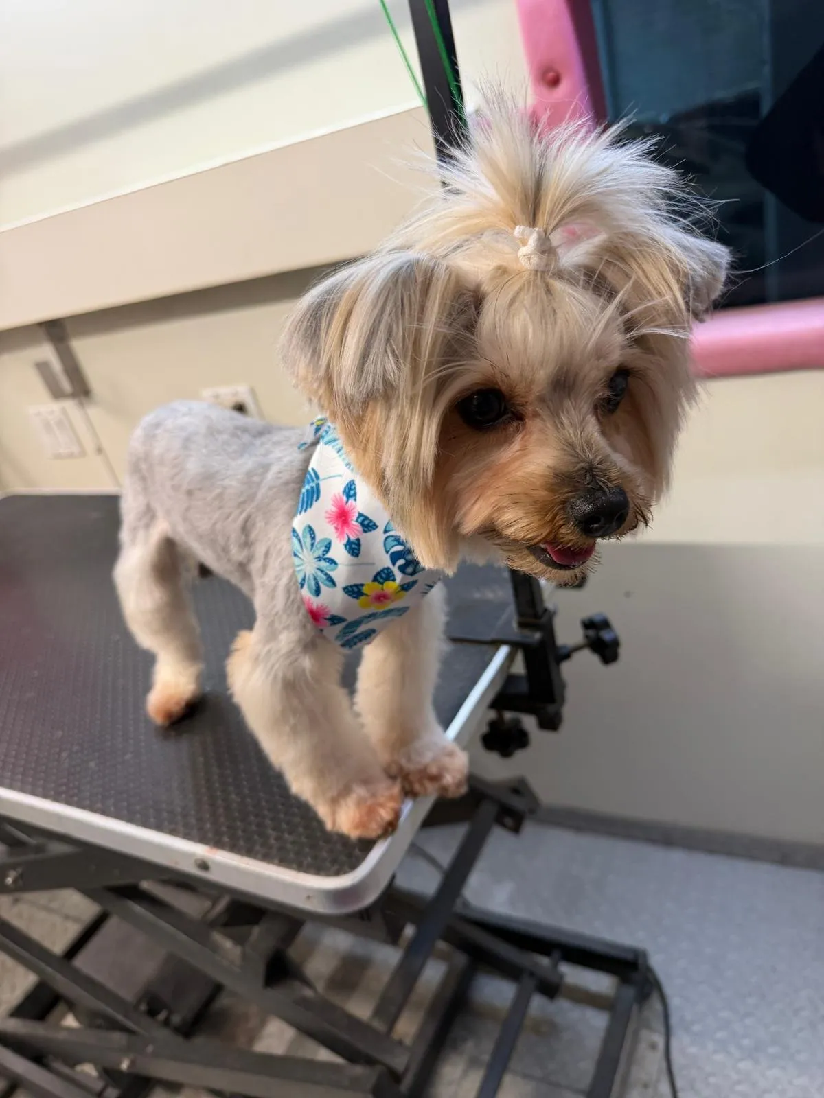 Dog after a grooming appointment