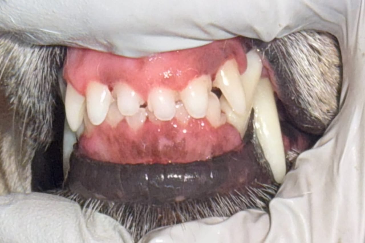 Close-up of clean dog teeth after anesthesia-free cosmetic teeth cleaning.