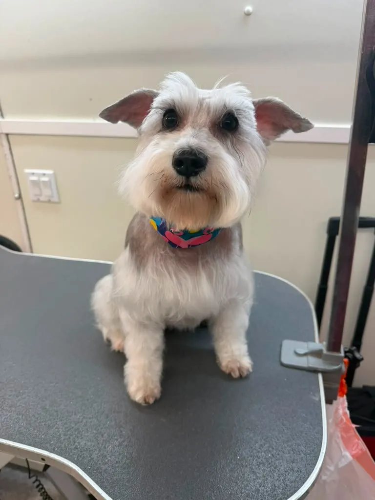Freshly groomed dog after an appointment in Cooper City, FL