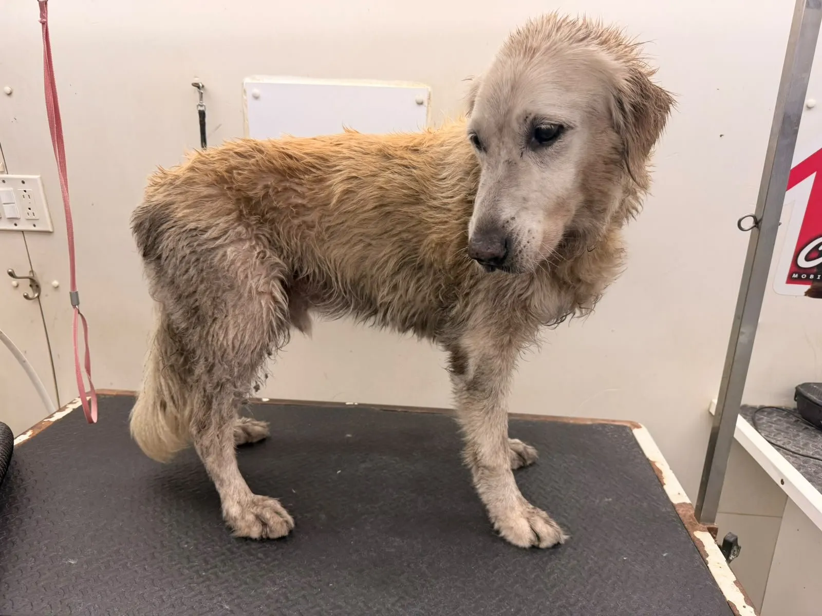 Dog before grooming at Coco's