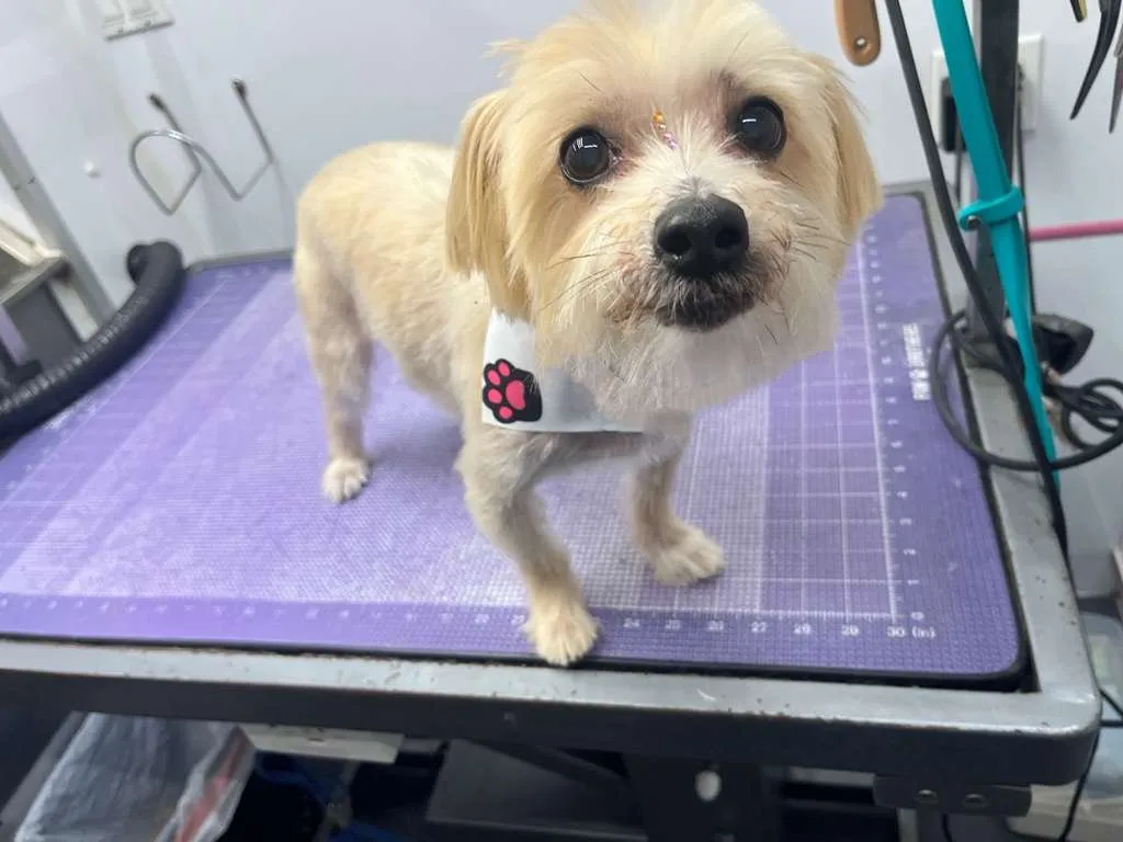 Dog after grooming at Coco's