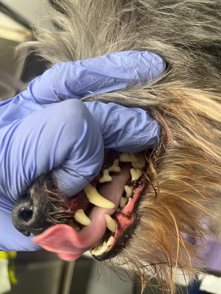 Close-up of dog teeth and gums being examined during anesthesia-free teeth cleaning.