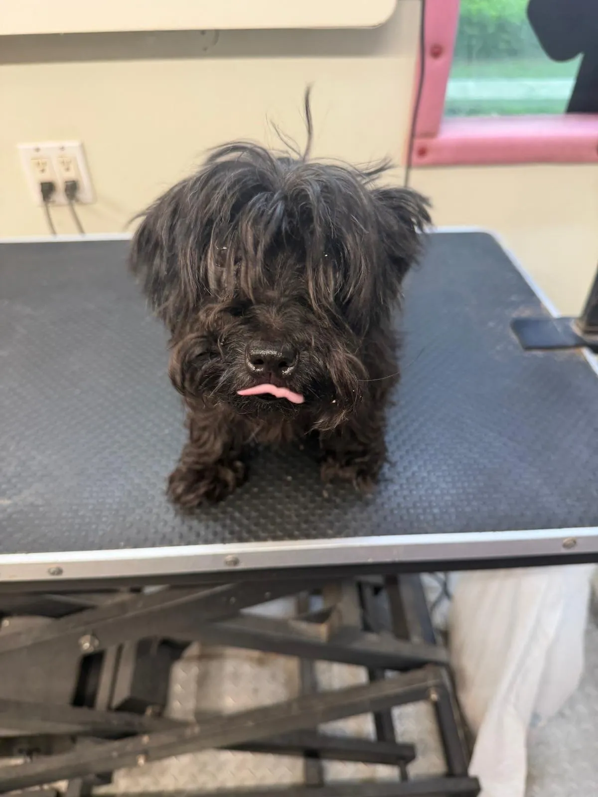 Dog before grooming at Coco's