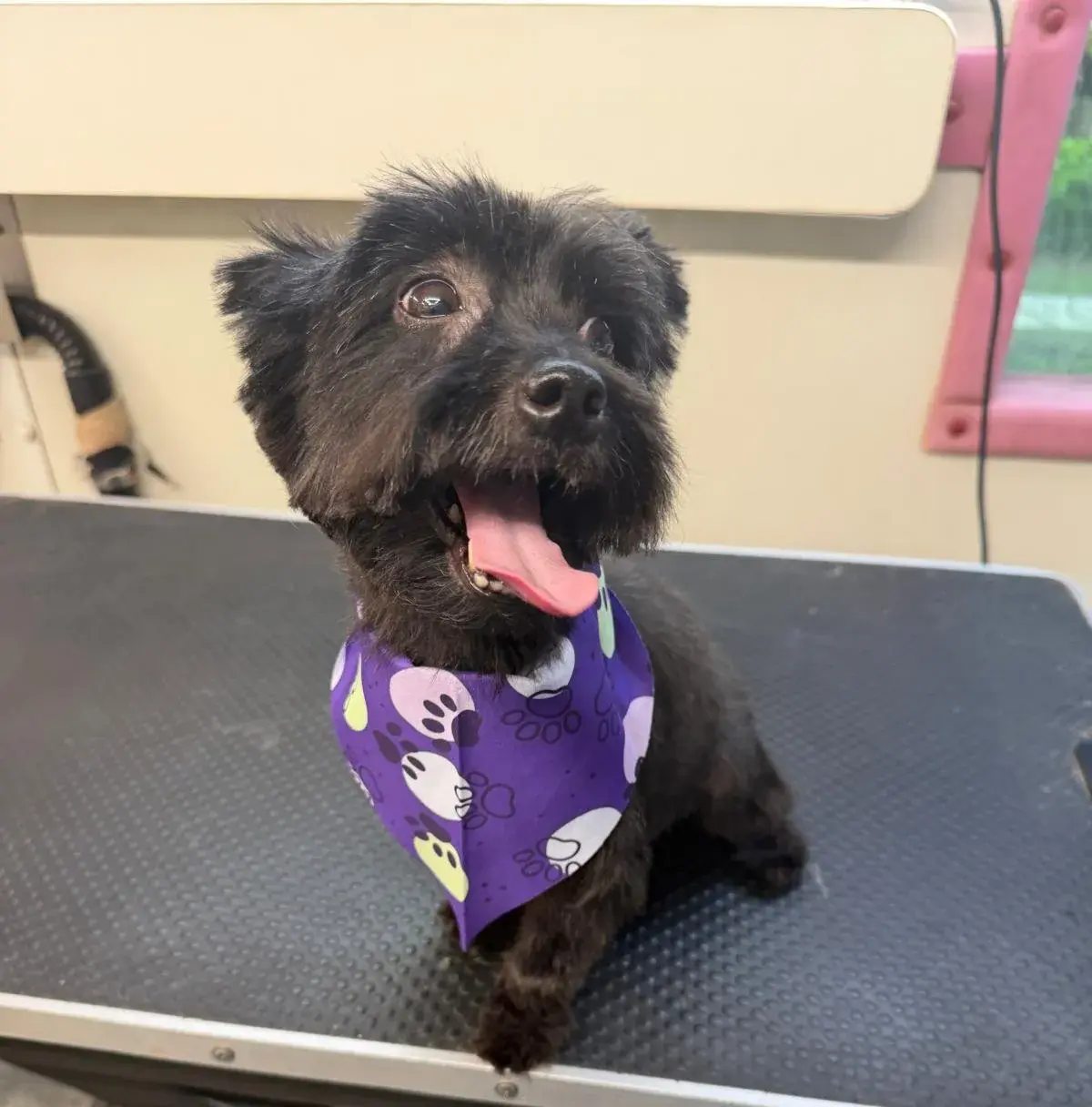 Dog after a grooming appointment