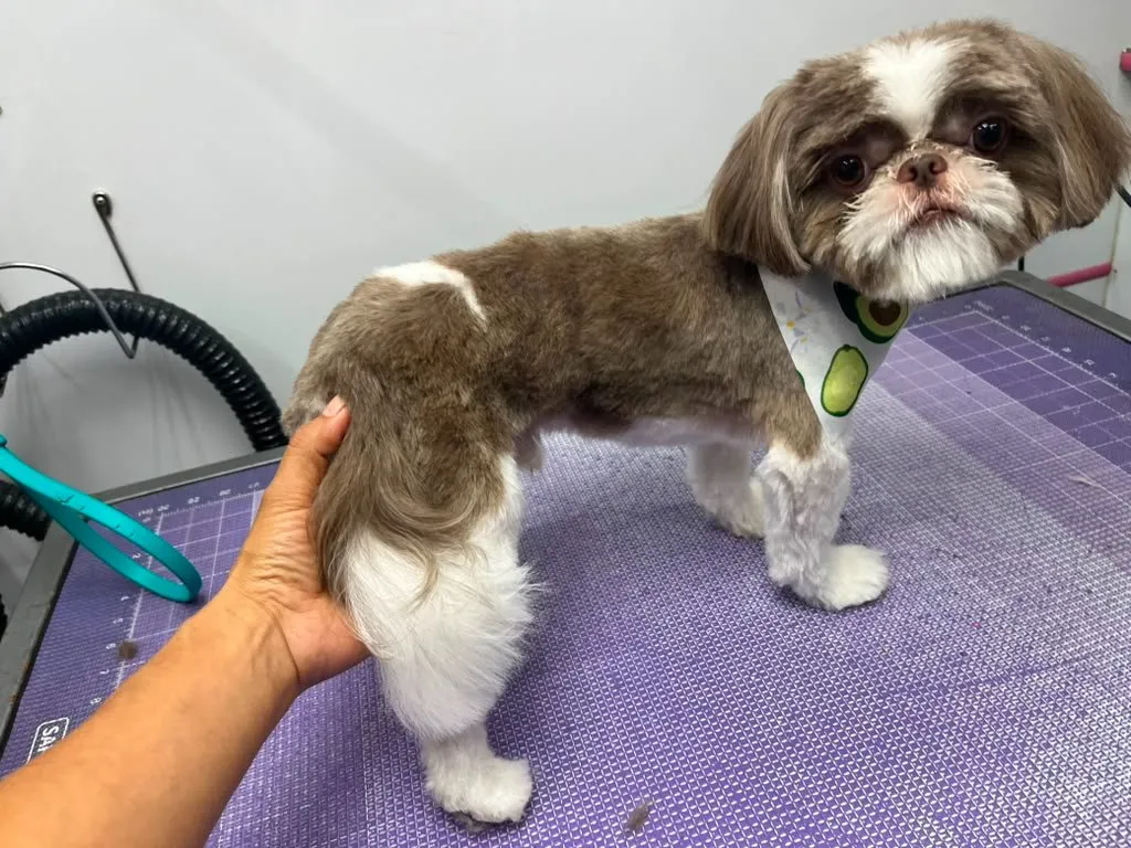 Dog after a grooming appointment
