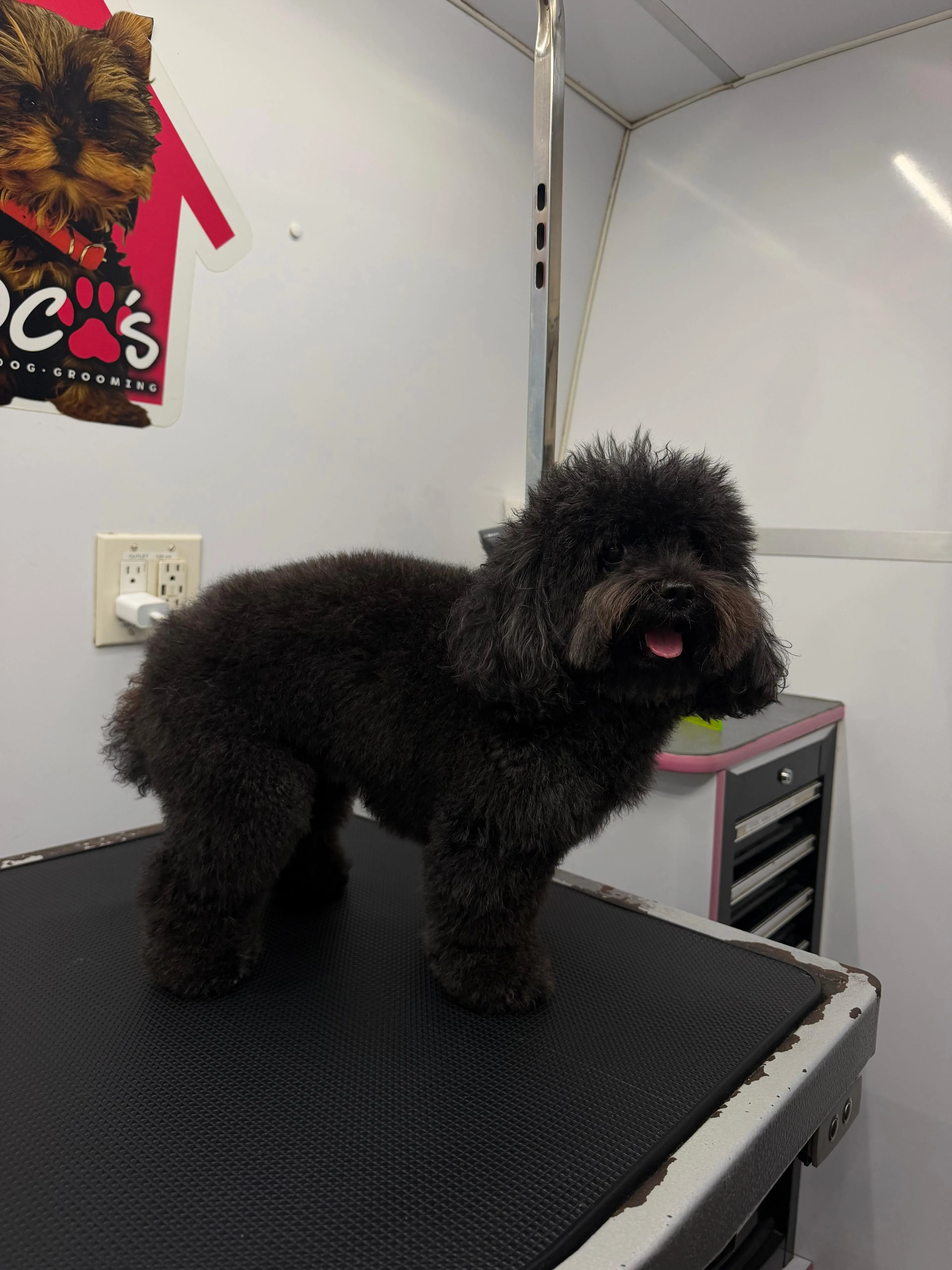 Dog before grooming at Coco's
