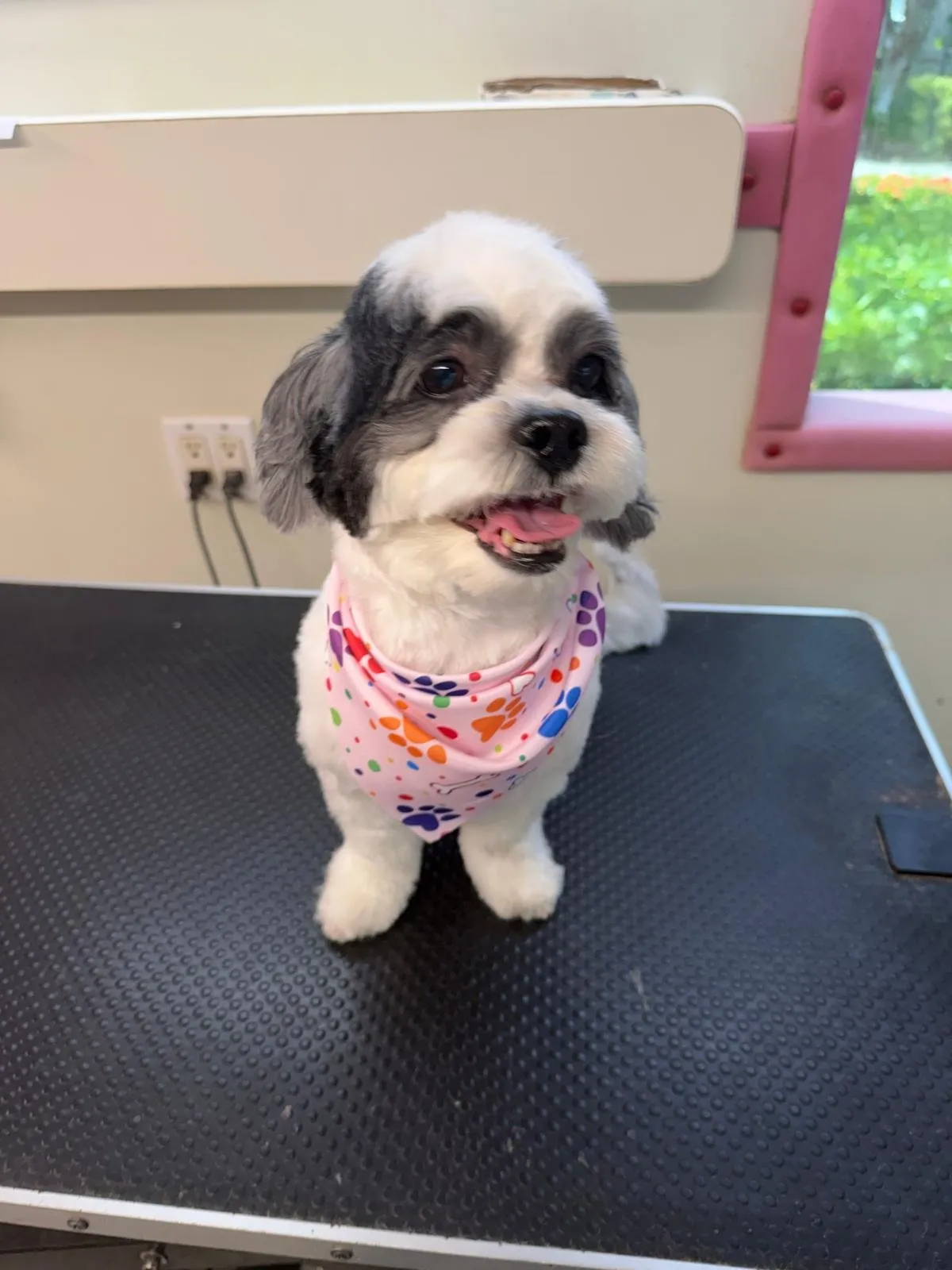 Dog after a grooming appointment