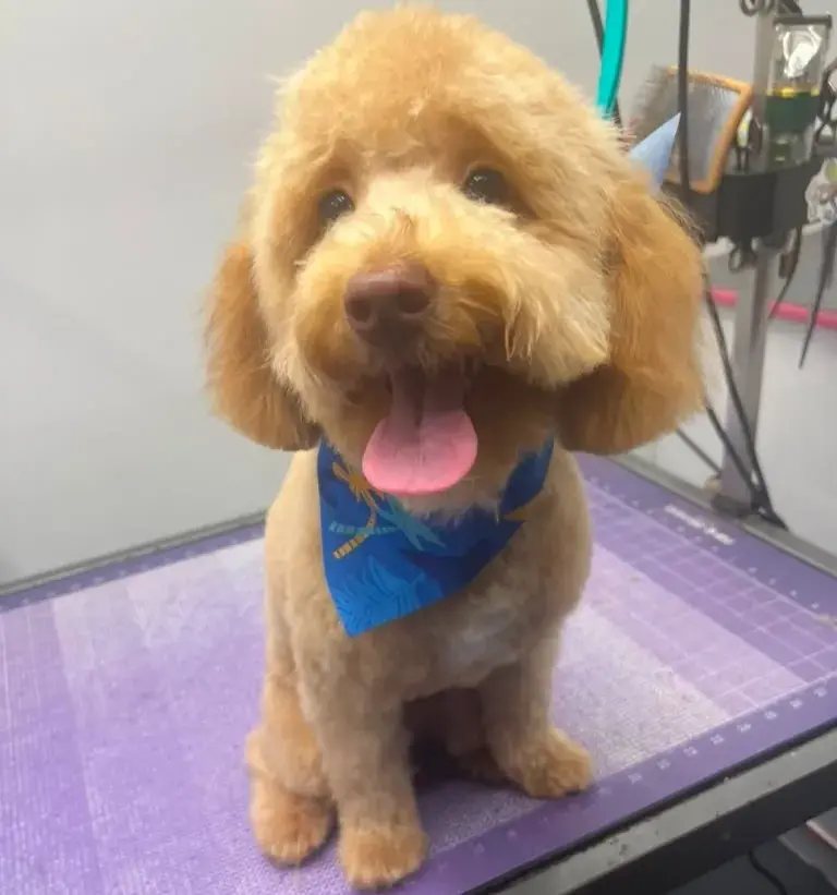 Dog after grooming at Coco's