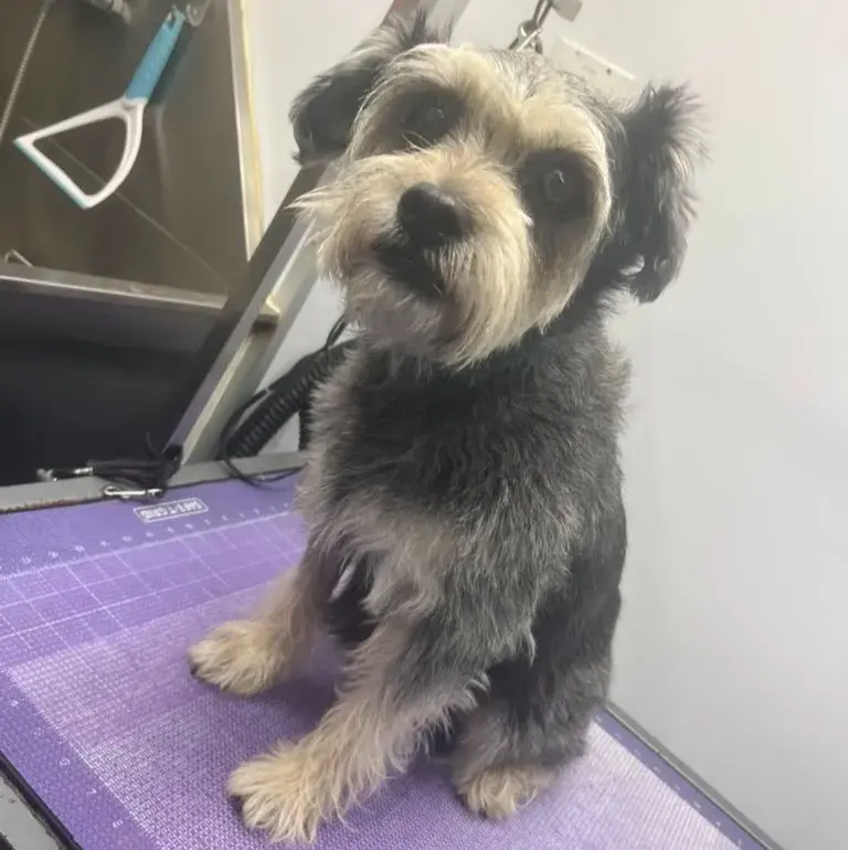 Dog before grooming at Coco's