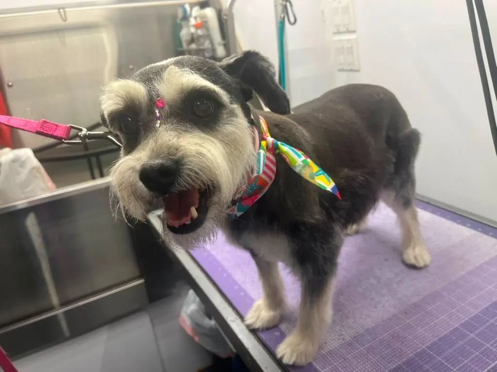 Dog after grooming at Coco's