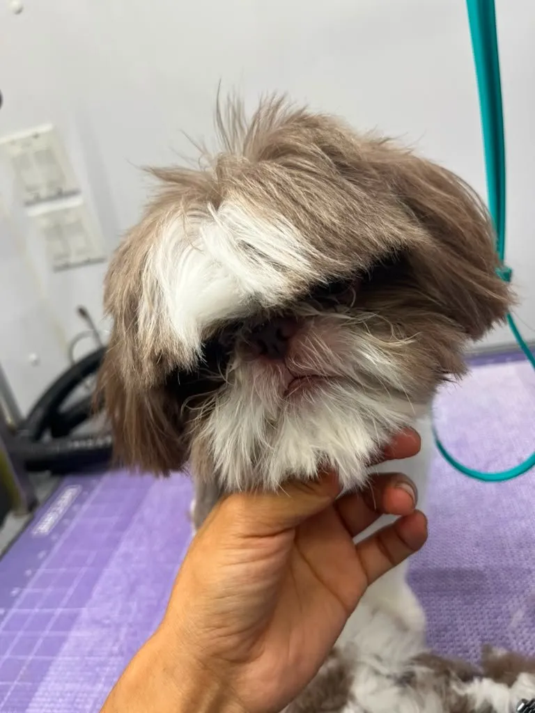 Dog before a grooming appointment