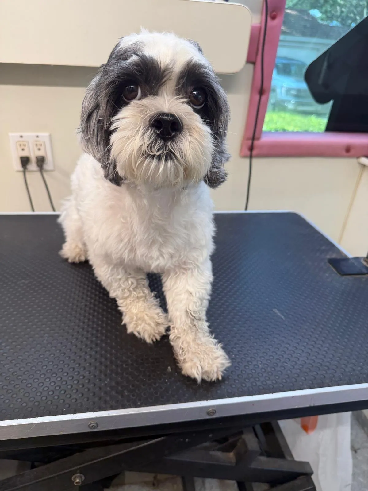 Dog before a grooming appointment