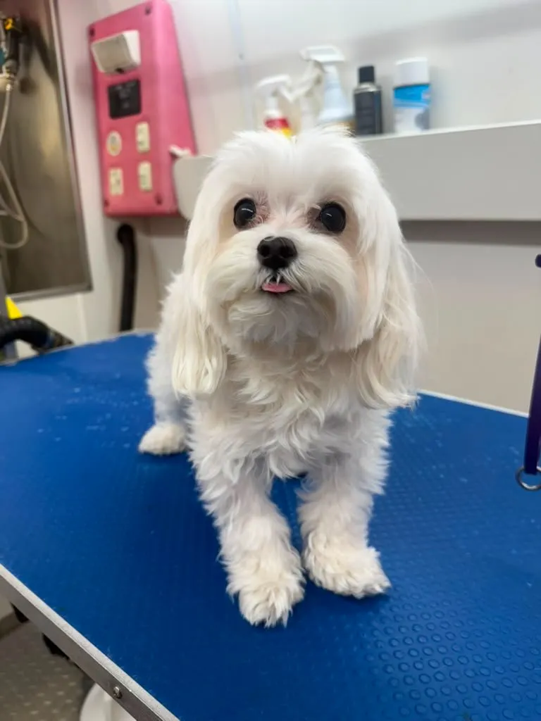 Dog before grooming at Coco's