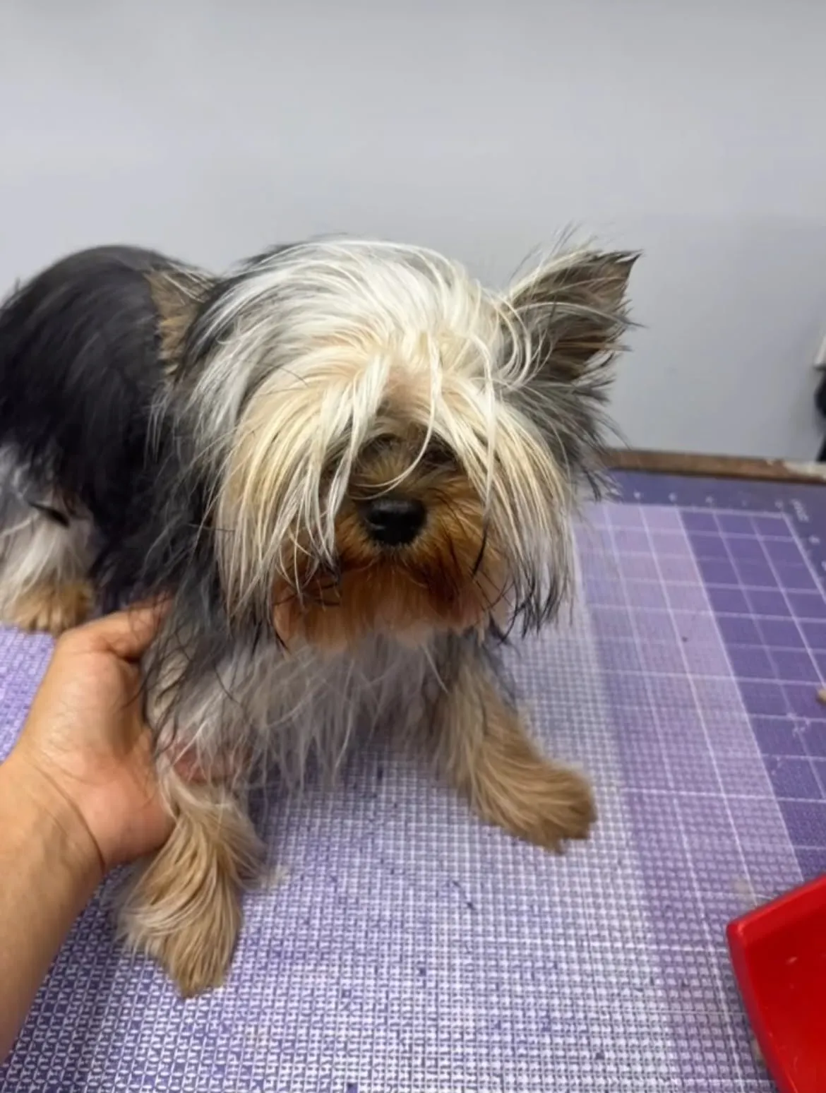 Dog before grooming at Coco's