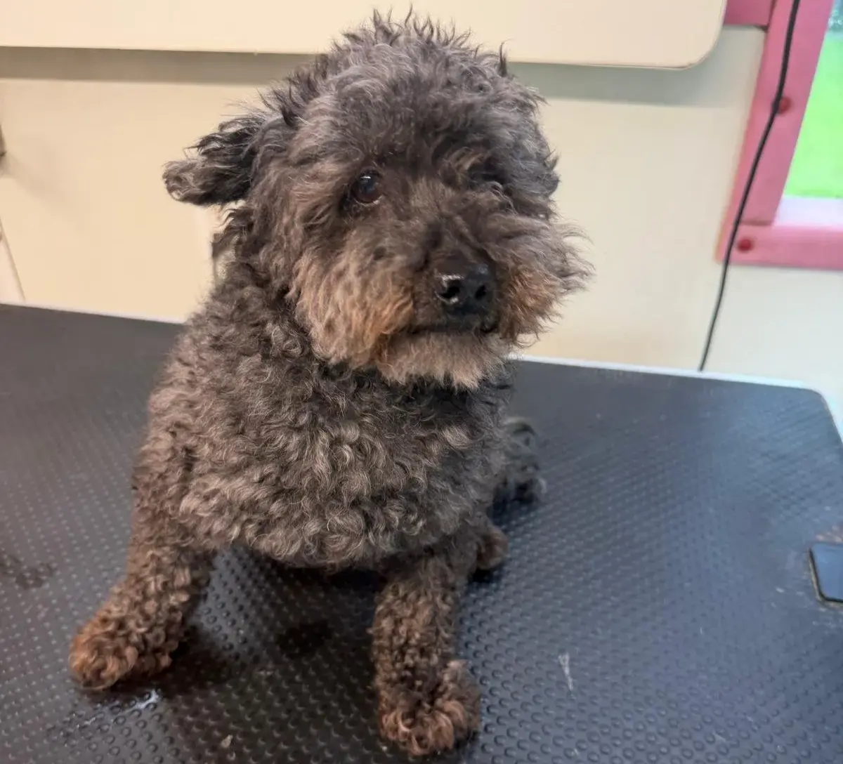 Dog before grooming at Coco's