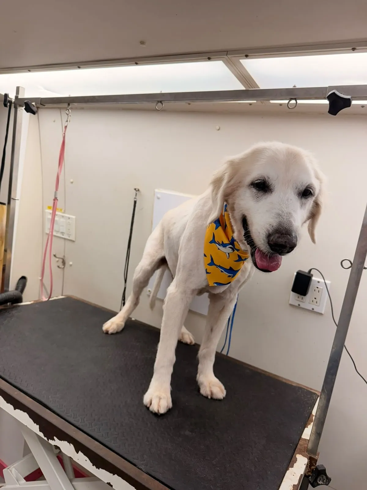 Dog after grooming at Coco's