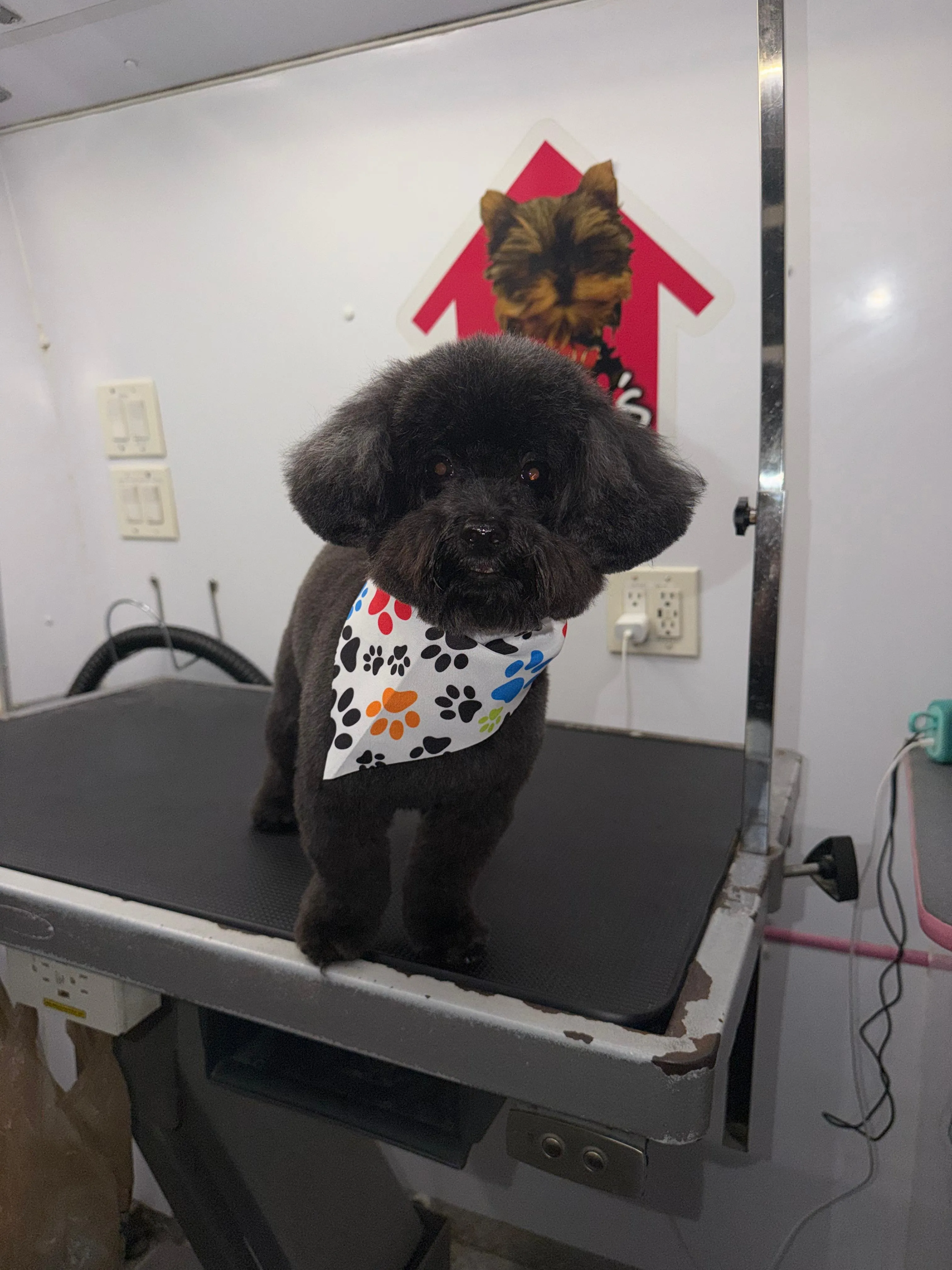 Dog after grooming at Coco's