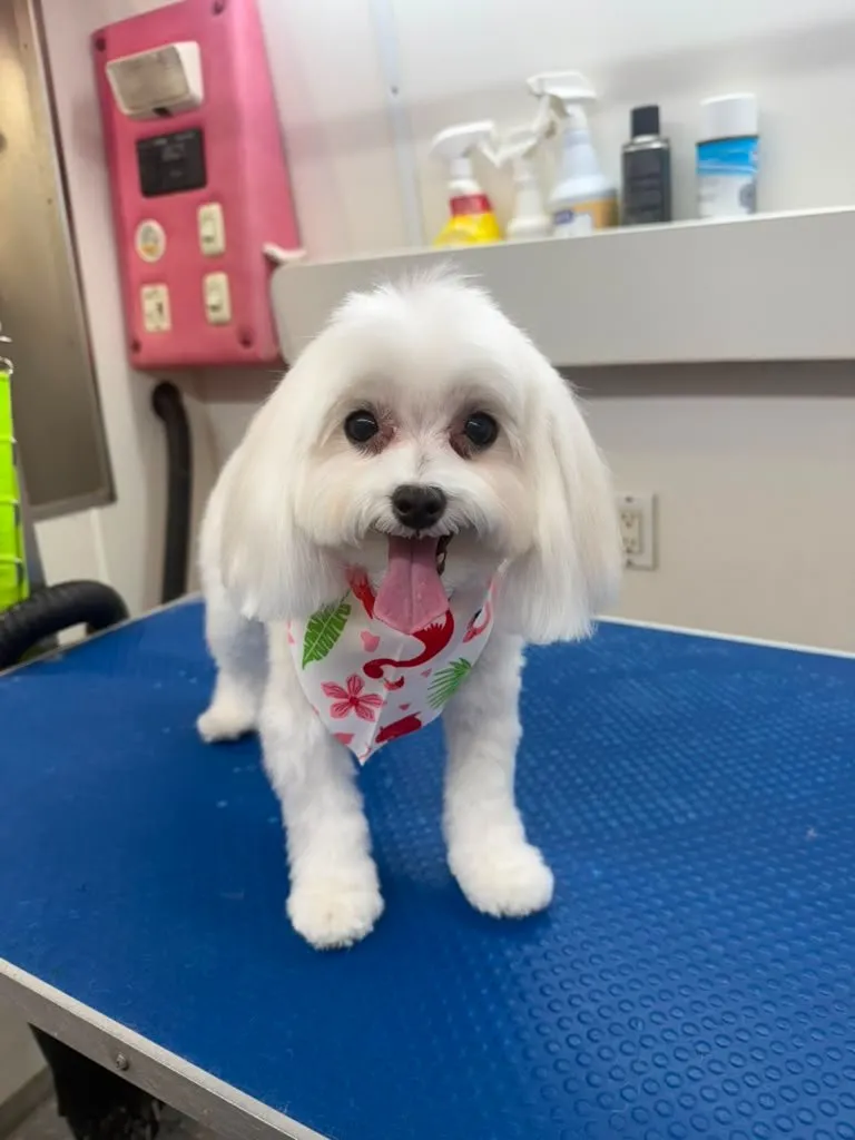 Dog after grooming at Coco's