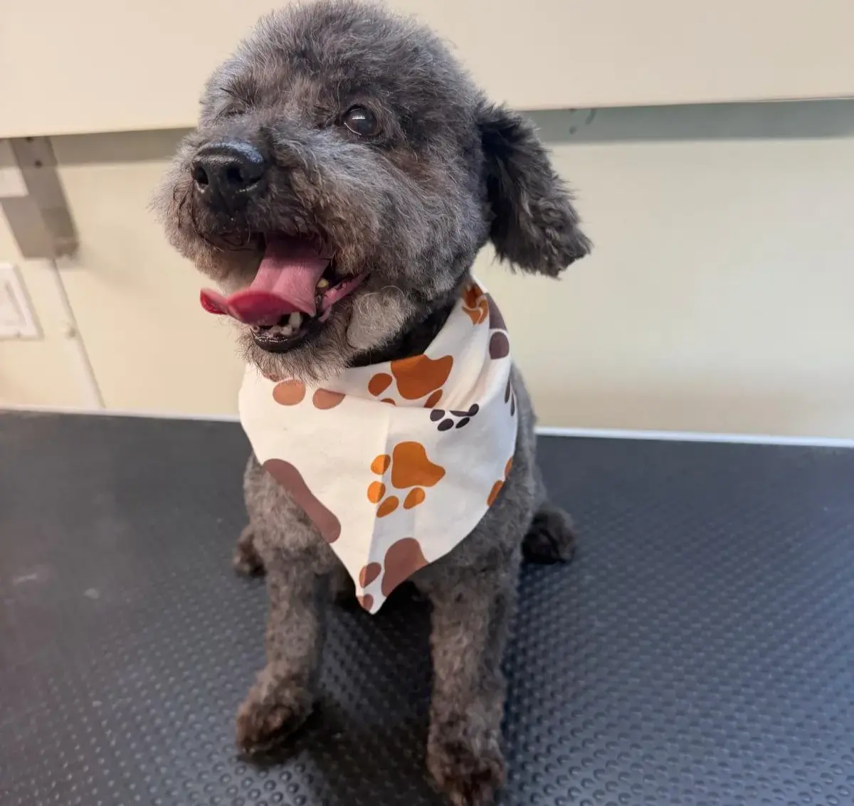 Dog after grooming at Coco's