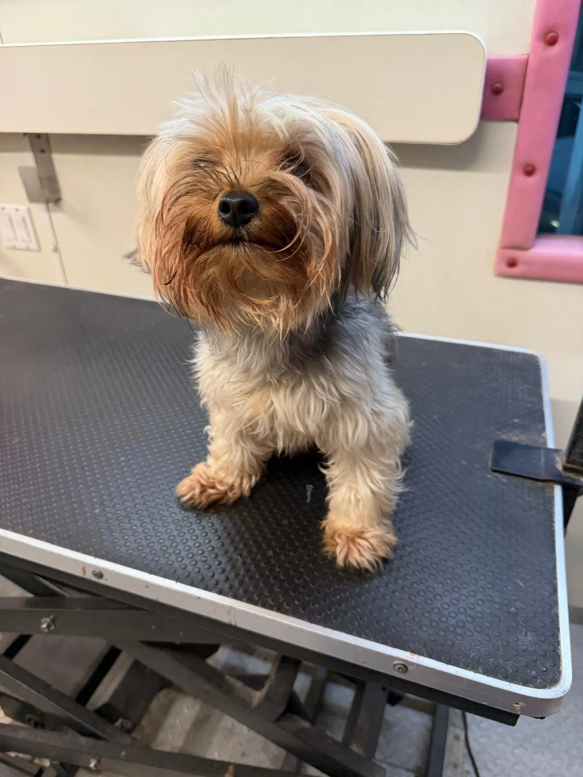 Dog before a grooming appointment